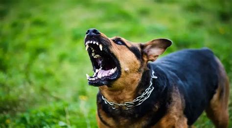 Dog Training Course : Dog Barking – Study Plex