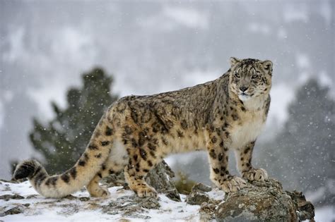 Snow leopard guide: habitat, diet and conservation - Discover Wildlife