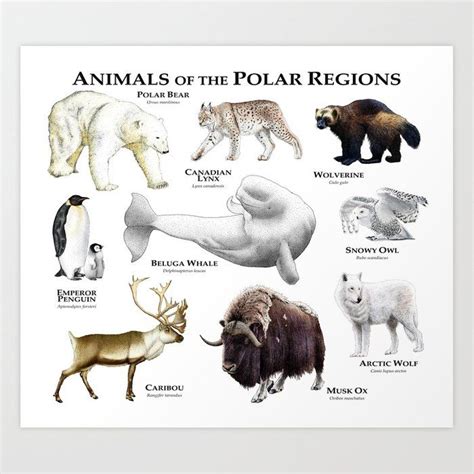 Art Prints & Printed Wall Decor | Society6 | Polar region, Animals, Animal infographic