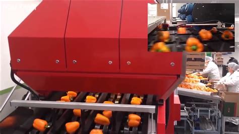 Colorful Bell Pepper Harvesting How Bell Pepper Packaging Line Modern Agriculture Machine - YouTube