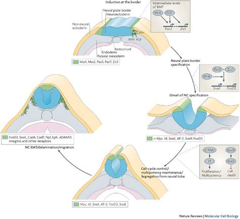 17 Best images about Neural crest derivatives on Pinterest | Nature ...