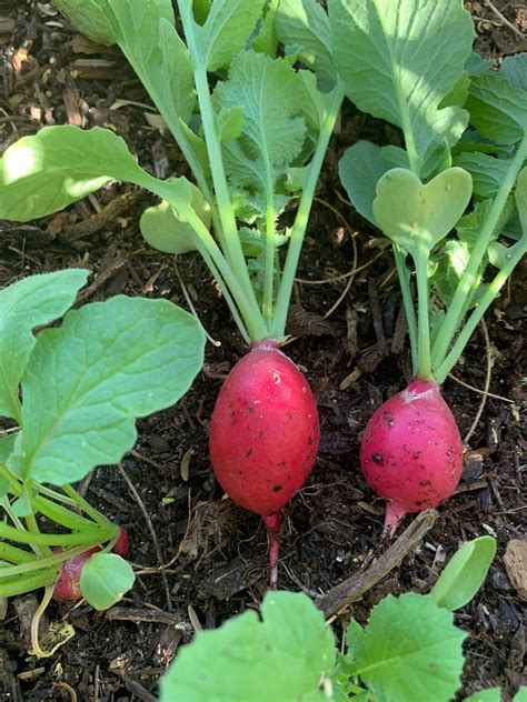 Growing Radishes: How to Grow Radishes for a Zesty Harvest