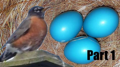 Watch Live American Robin 4/12/20 | Bird Nest with Eggs Cam - YouTube