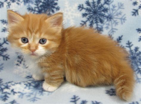 Munchkin Cats For Sale | Houston, TX #250155 | Petzlover