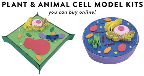 Animal Cell 3D Model Styrofoam