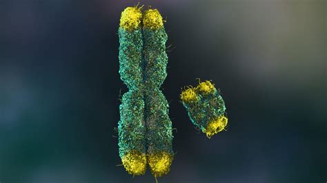 Chromosomes X and Y and Sex Determination - Biology Online Tutorial