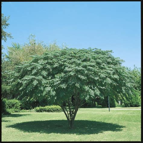 Gorgeous Purple Texas Umbrella Flowering Tree