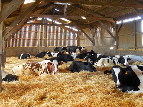 Cows in Barn [IMAGE] | EurekAlert! Science News Releases