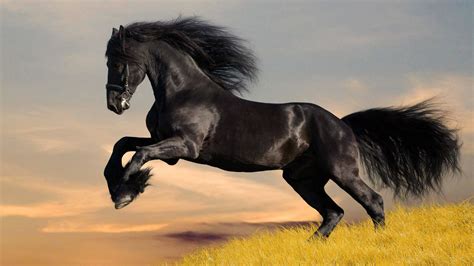 Horse Desktop Wallpaper (62+ pictures) - WallpaperSet