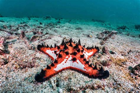 20 Bizarre and Beautiful Starfish Species