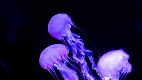 Jellyfish Wallpapers - Top Free Jellyfish Backgrounds - WallpaperAccess