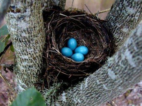 American Robin Eggs