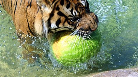 Phoenix Zoo animals celebrate National Watermelon Day | 12news.com