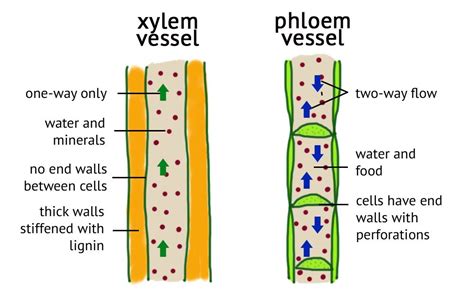 Image result for xylem and phloem | Preschool education, Organelles, Similarity