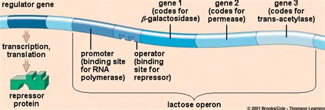 Lac Operon Animation