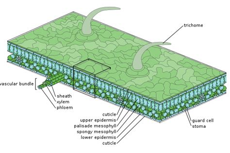 Epidermis (botany) - Wikipedia