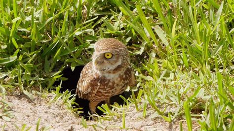 Guarding the Baby (Burrowing Owl) - Cape Coral, Florida - 1080p HD - YouTube