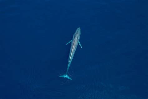 The Blue Whales of the Antarctic Are Making a Comeback After Being Nearly Wiped Out by Whalers