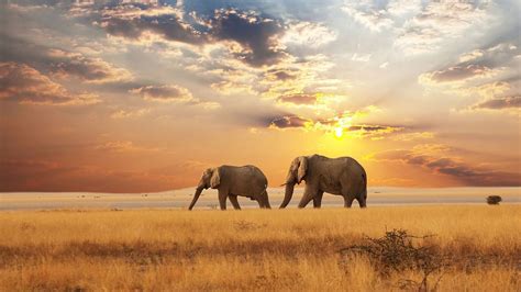 Africa Animal Elephant Savannah Wildlife HD African Wallpapers | HD Wallpapers | ID #55152