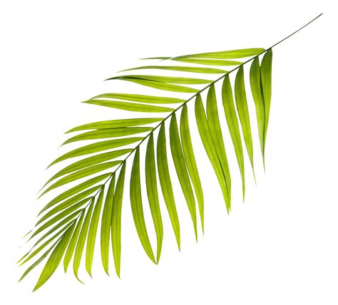 Cycad PNG Free Images with Transparent Background - (373 Free Downloads)