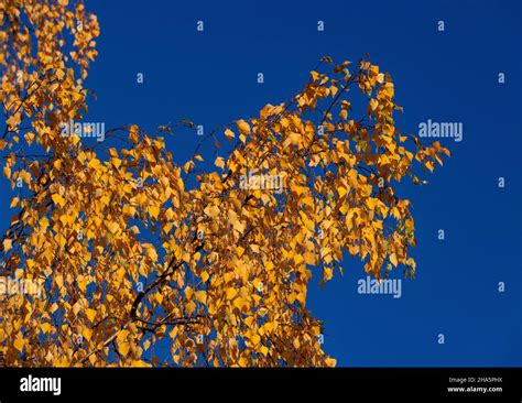 Birch tree with autumn colors against a deep blue sky hi-res stock photography and images - Alamy