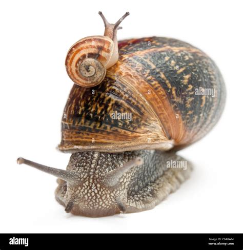 Garden Snails Purchase at Mary Cook blog