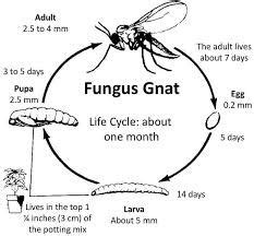 length of fungus gnat life cycle - Dann Stump