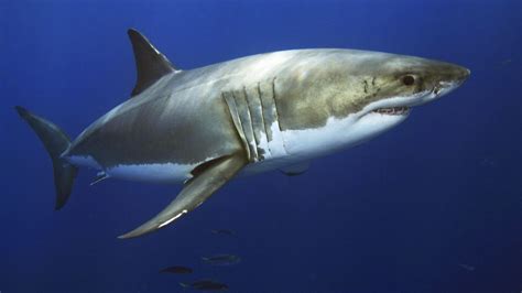 Great White Shark – Facts, Size, Lifespan, Diet, Pictures