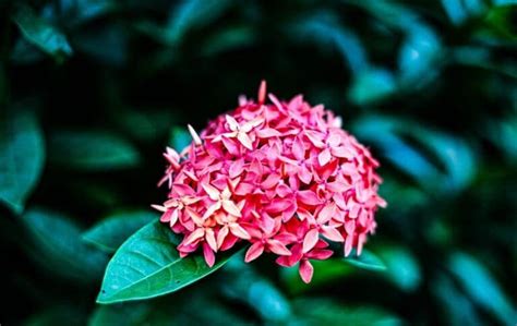 How To Grow and Care for Ixora (Ixora coccinea) | Florgeous