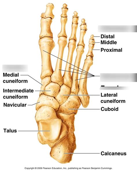 Foot Bones Diagram | Quizlet