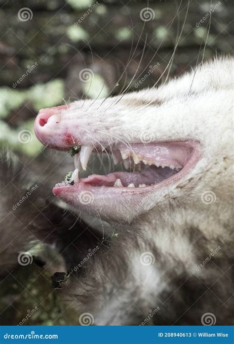 Close Up of Virginia Opossum Teeth Sharp Canines Stock Image - Image of ...