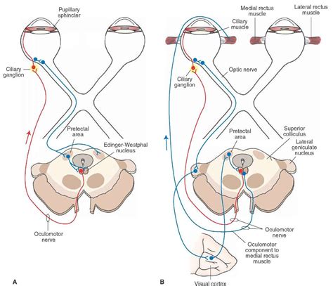 The pathways mediating (A) the pupillary light and (B) accommodation reflexes. | Anatomy ...