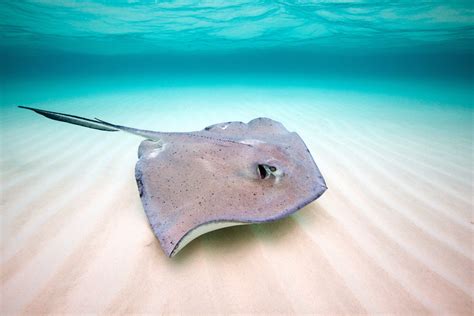 Sea Wonder: Southern Stingray | National Marine Sanctuary Foundation