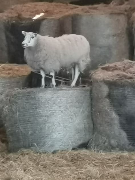 Maternal ewe breed | Page 5 | The Farming Forum