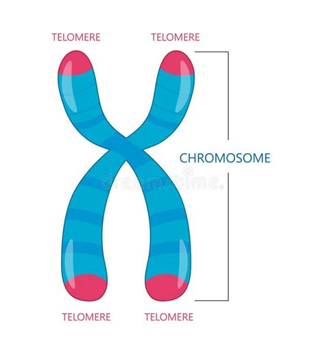 Chromosome Structure Illustration Stock Image C0276970 Science