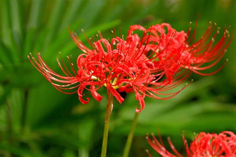 White Spider Lily Flower Meaning | Best Flower Site