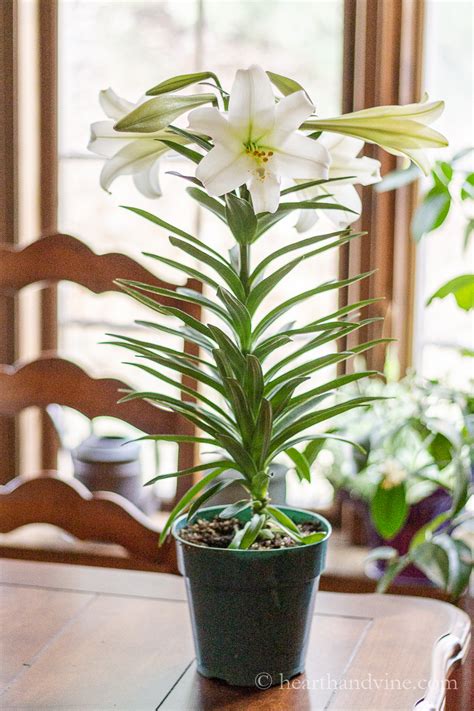 Easter Lilies, Their Meaning, and an Easter Centerpiece | Hearth and Vine