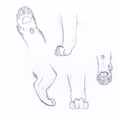 Cat feet anatomy practice by cats11cats on DeviantArt