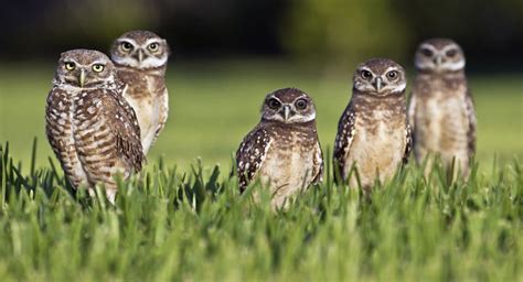 Burrowing Owls of Florida; Who Knew?