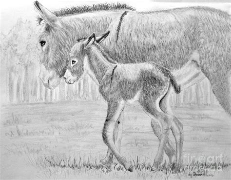 Baby Donkey Drawing by Dave Alwin - Pixels