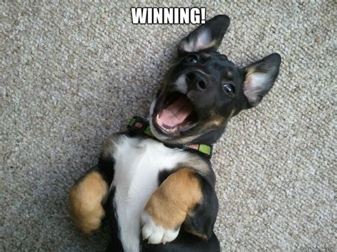 Winning! - Happy Puppy - quickmeme