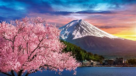 Free Photo | Fuji mountain and cherry blossoms in spring, japan.