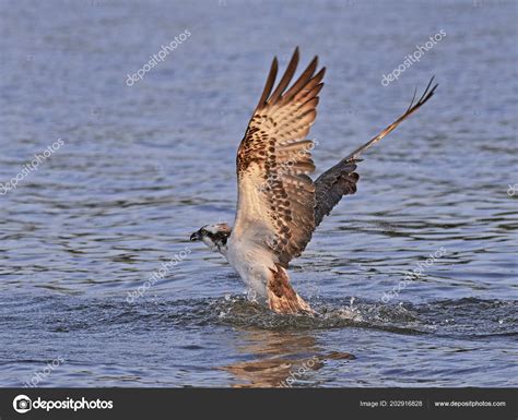 Osprey Flight Its Natural Habitat Sweden Stock Photo by ©DennisJacobsen 202916828