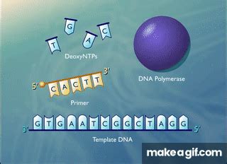 Sanger Sequencing of DNA [HD Animation] on Make a GIF