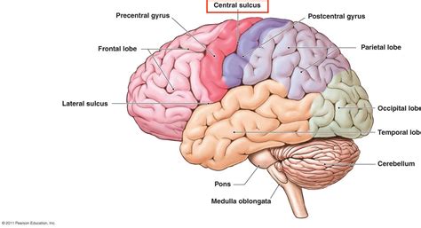 Human Brain Anatomy Sulcus