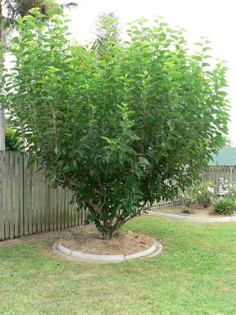 Dwarf Mulberry Tree Black - Morus nigra