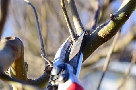 Pruning Apple Trees in 3 Easy Steps | Gardeningtheme.com