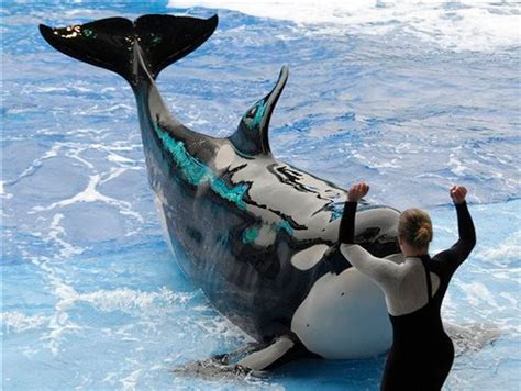 Killer Whale Attacks On Humans Seaworld