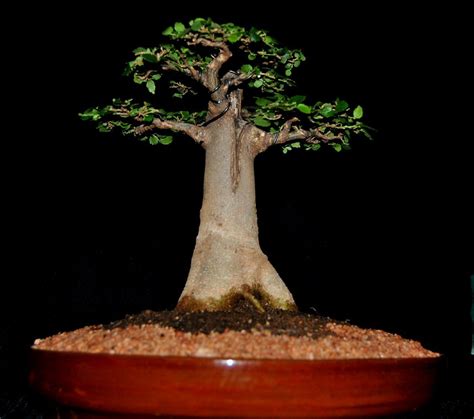 Bonsai Baobab Tree For Sale