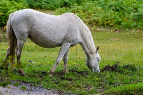 A Portrait of a Wild New Forest Pony, One of the Recognised Mountain and Moorland or Native Pony ...